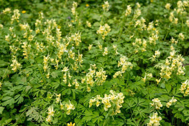 Corydalis Lutea, Delicate yellow tubular flowers with lacy foliage Corydalis Lutea, Delicate yellow tubular flowers with lacy foliage. High quality photo corydalis lutea stock pictures, royalty-free photos & images
