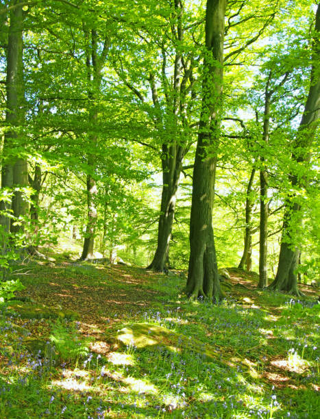 istock springtime woodland with large beech trees with bright green glowing leaves illuminated by bright morning sunshine and bluebells growing between boulders on the ground 1363663233