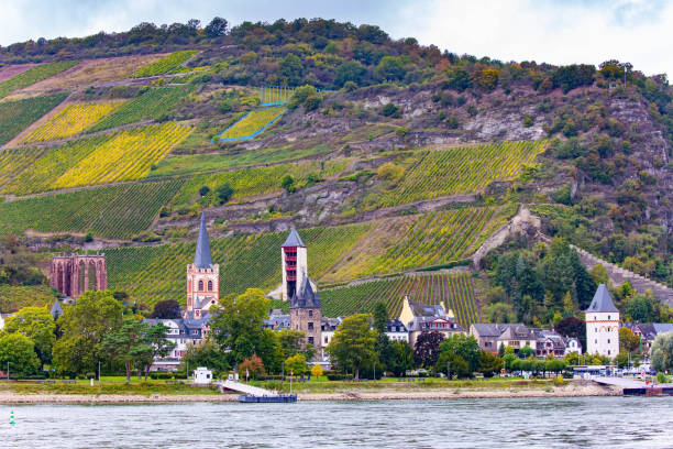 istock The well groomed vineyards 1363663796