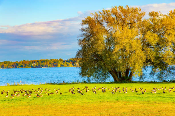 Large flock of wild geese grazing in the grass. Highway to Montreal along the St. Lawrence River. Canada. Lush autumn red and gold tree crowns. Cloudy day.