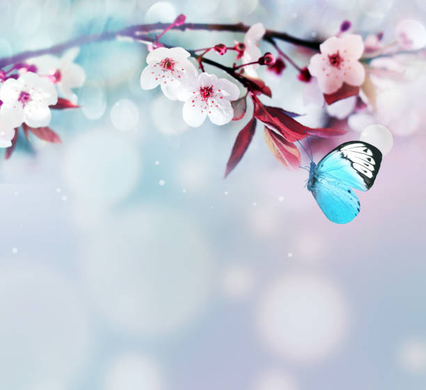 istock Flowering branches and petals on a blue background and butterfly. 1363664939