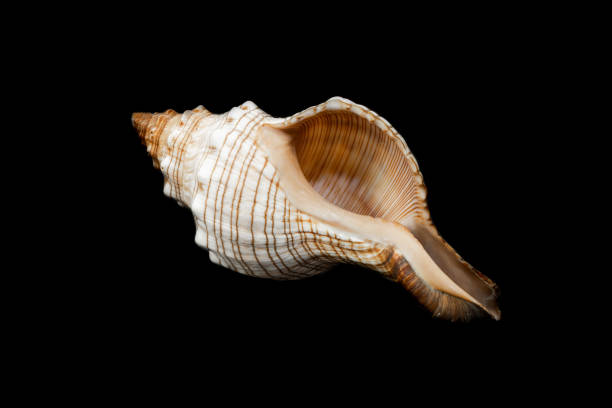 istock a trapezium pleuroplace seashell on a black isolated background 1363665648