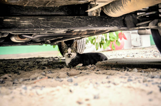 istock Black and white cat under an automobile. 1363666666