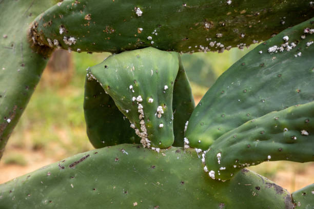 Cochineal Bugs Stock Photos, Pictures & Royalty-Free Images - iStock