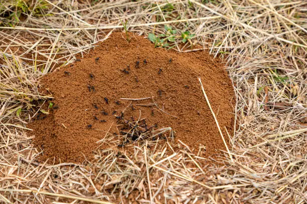 Close up, selective focus on large ants busy building a nest with dried grass around the nest