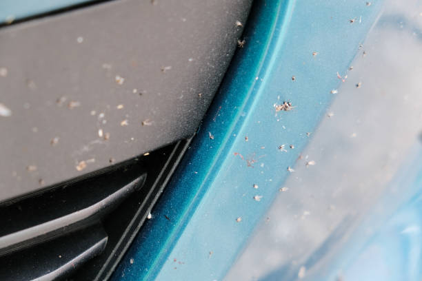 istock Insect midges on a car close-up 1363668433