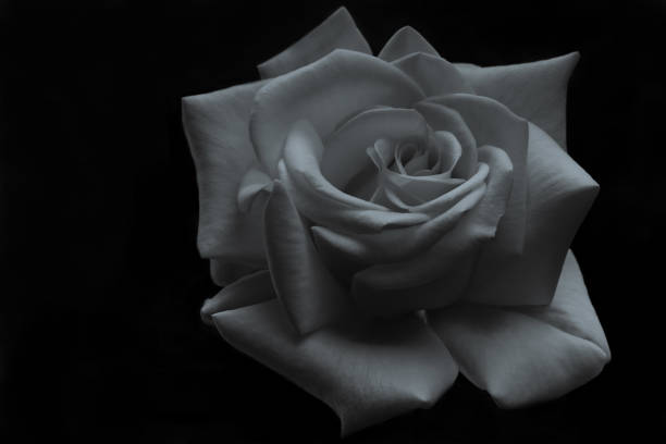 istock Black and white rose in bloom.  White rose on a black background . 1363668628