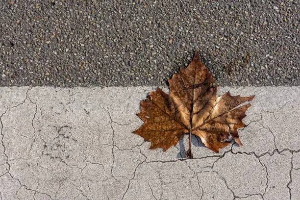 a single maple leaf on a road with a view from above