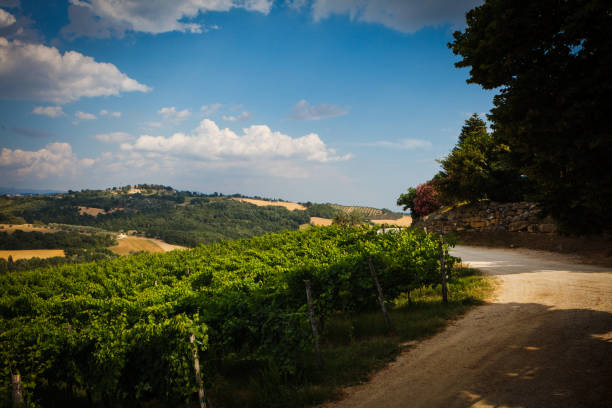 Rural road through an italian wineyard stock photo