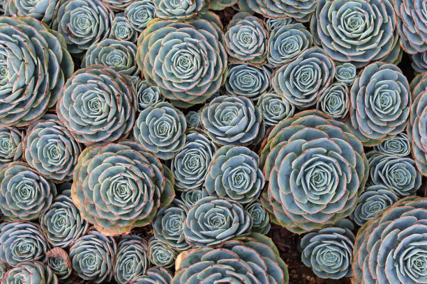 istock Full frame of Echeverria succulent plants 1363669736