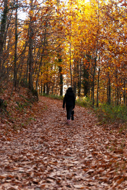 istock Walk along forest path in autumn with fallen leaves and trees with different autumn colors 3 1363671623