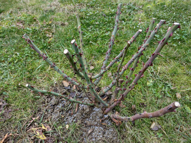istock rose cuttings in the garden 1363672247
