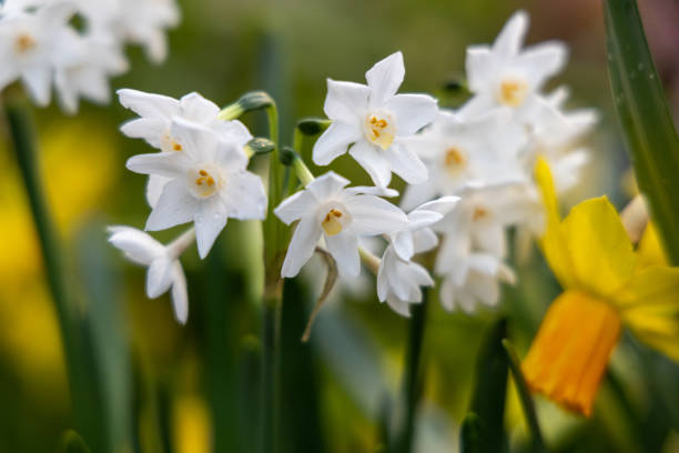 narcissus paperwhite ziva blüht im herbst im garten - spring paperwhite narcissus flower temperate flower stock-fotos und bilder