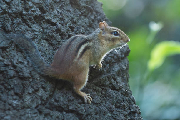 istock View at small chipmunk sitting on the thee in park and looking around 1363673687
