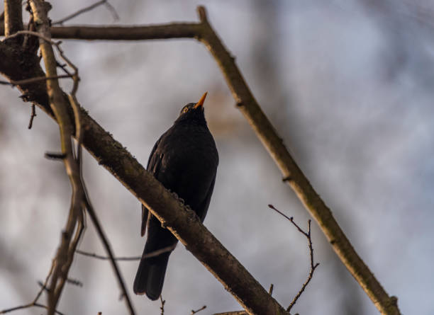 istock Blackbird in cold winter cloudy day with dry leafs 1363674974