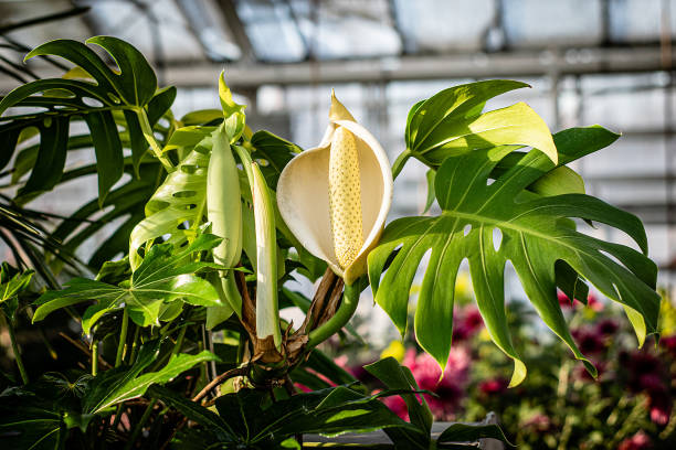 beautiful flower with large carved leaves in a botanical garden