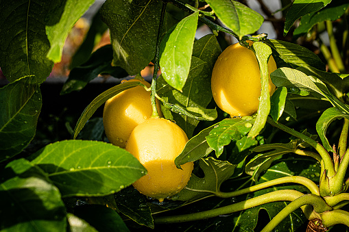 lemon fruit hanging on a branch