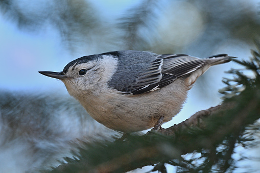 Feather detail of a female white-breasted nuthatch, familiar visitor to bird feeders in the U.S. A female because the cap is gray rather than black. Taken in Connecticut.