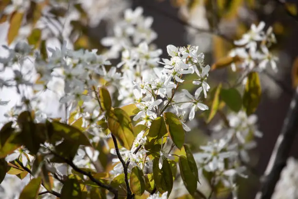 Juneberry shrub (Amelanchier lamarckii) blooming in the spring