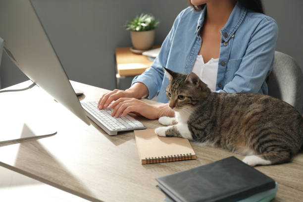 istock Young woman with cat working on computer at table, closeup. Home office concept 1363677833