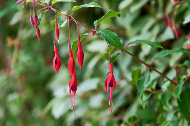 branch of Hardy Fuchsia color photo (Fuchsia magellanica), selective focus on the right red  blossom