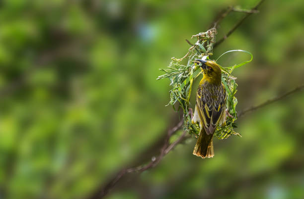 istock Weaver bird making nest and looking at camera 1363680695