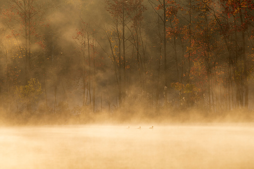 Swimming ducks in lake at Sunrise in Autumn, Plainsboro Preserve in Cranbury, New Jersey, USA