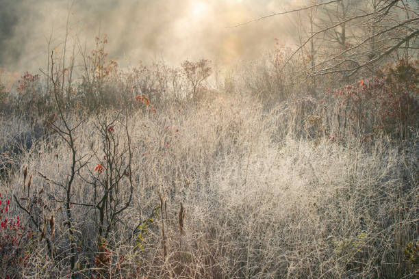 Plainsboro Preserve in Autumn morning, Cranbury, New Jersey, USA