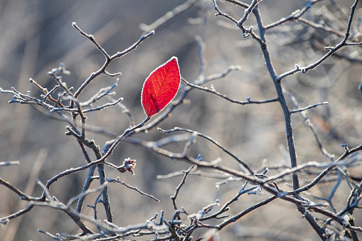 Red leaf with frost