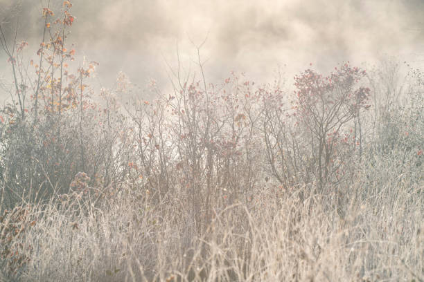 Beautiful hoarfrost on a cold winter morning