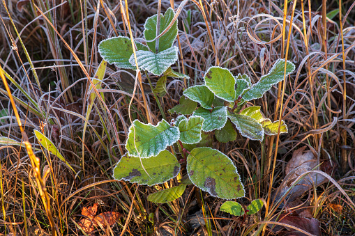 Grass with frost