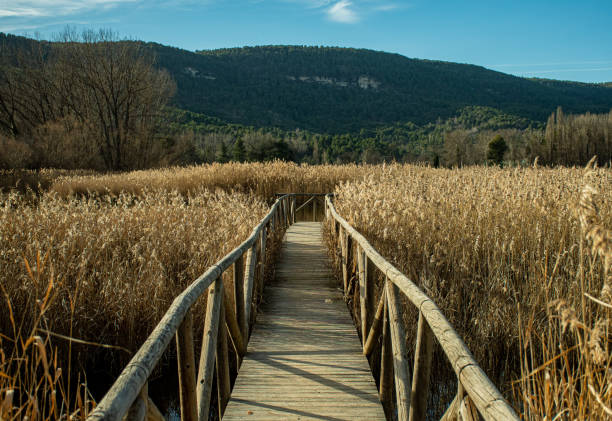 A Pier Over the Grass stock photo