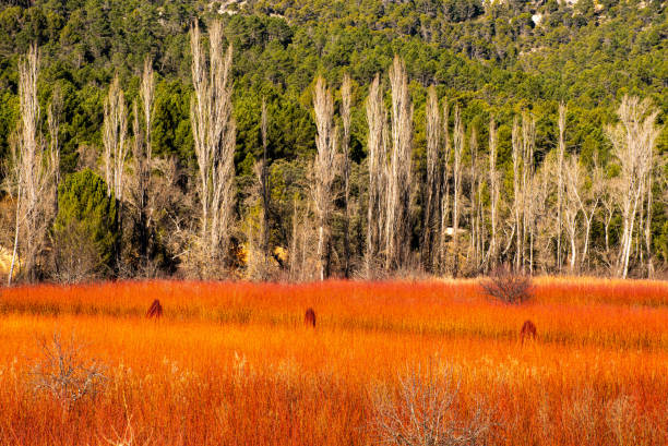 Orange Field stock photo