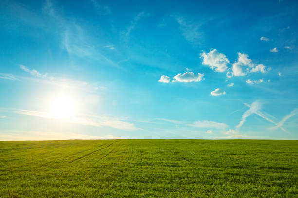 istock Field of spring fresh green grass, nature landscape 1363683047