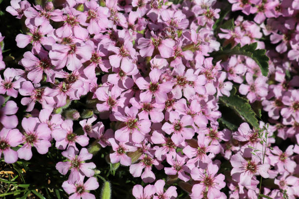 Closeup of delicate pink flowers on a Soapwort Closeup of delicate pink flowers on a Soapwort. common soapwort saponaria officinalis stock pictures, royalty-free photos & images
