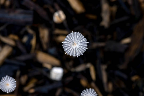 Little white mushroom, background with copy space, full frame horizontal composition