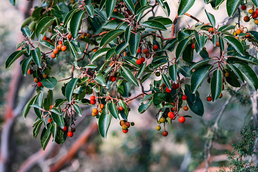 Berries on Sandalwood Branches