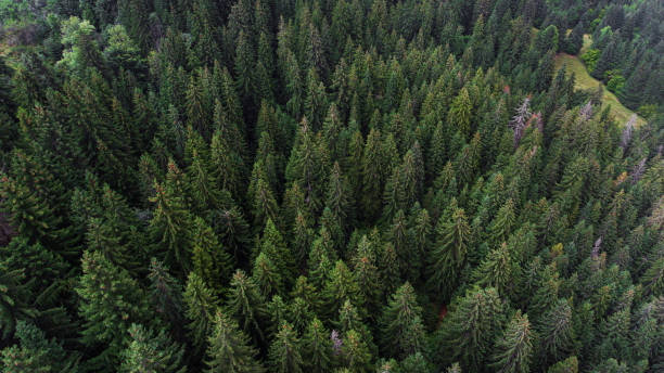 istock Aerial view on green pine forest 1363689352