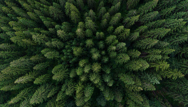 istock Aerial view on green pine forest 1363689353