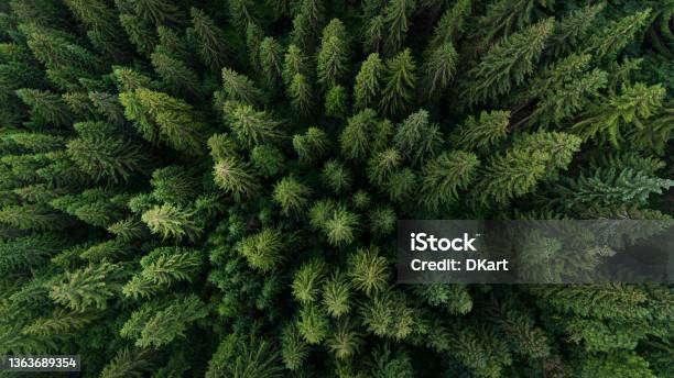 Aerial View On Green Pine Forest Stock Photo - Download Image Now - Forest, Aerial View, Pine Tree