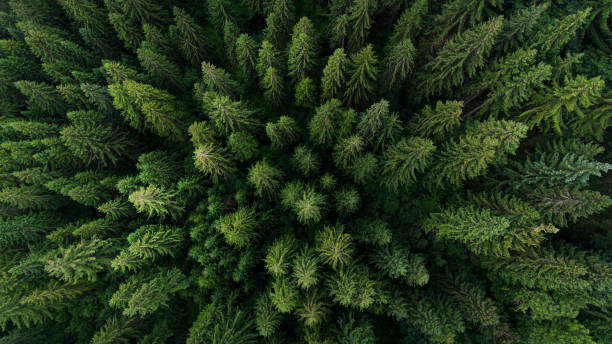 aerial view on green pine forest - granskog bildbanksfoton och bilder