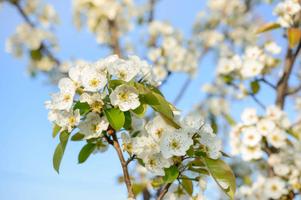 Spring background - branch of a blossoming tree, Closeup spring blossoming tree. Beautiful blossom flowers on defocused background. White beautiful flowers on the apple tree.