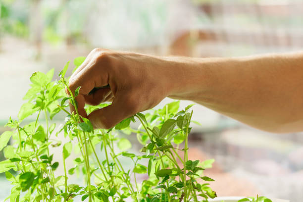 istock Young man harvests fresh basil at home 1363689428