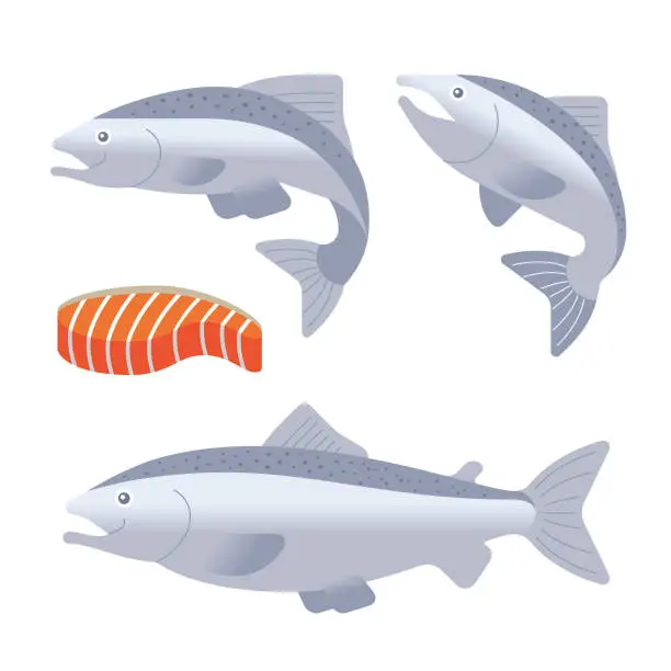 Vector illustration of Set salmon vector illustration.