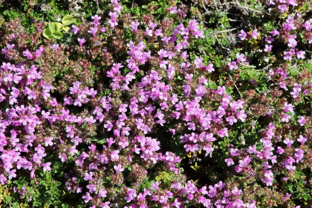 Delicate tiny flowers on a Creeping Thyme plant.