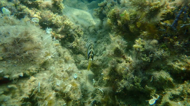 istock Painted comber (Serranus scriba) undersea, Aegean Sea 1363691407