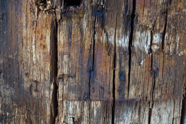 istock Extreme weathered wood 1363691537