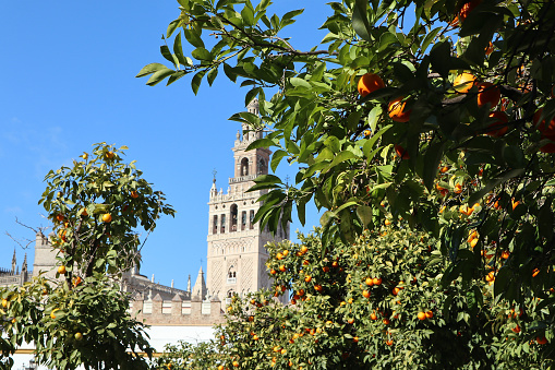 Orange trees surround the city
