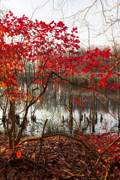 istock Red bush by lake in late Autumn 1363693339
