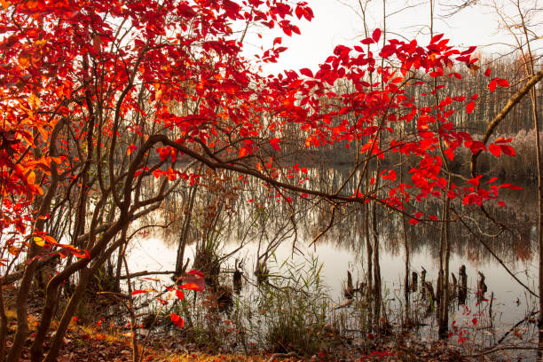 istock Red bush by lake in late Autumn 1363693340